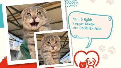 6 aylık Scottish Fold kedi sevgi dolu bir aile arıyor