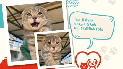 6 aylık Scottish Fold kedi sevgi dolu bir aile arıyor