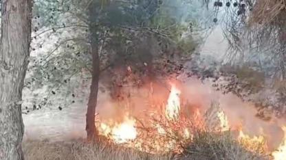 Adana'da bir çocuğun çıkardığı öne sürülen yangında 100 zeytin ağacı yandı