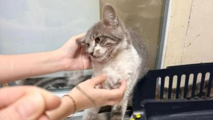 Ağzına olta kancası saplanan kedi, parktaki vatandaşlardan yardım istedi!