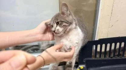 Ağzına olta kancası saplanan kedi, parktaki vatandaşlardan yardım istedi!