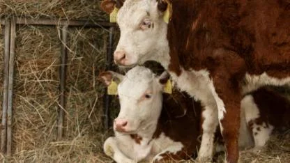 Biga’da şap hastalığı nedeniyle hayvan hareketleri kısıtlandı