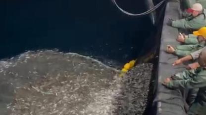 Bozcaada açıklarında örnek davranış: Yavru kupesler yeniden denize bırakıldı