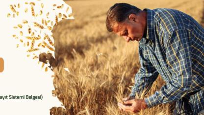 Çanakkale Belediyesi 'Tohum Sandığı'ndan Üreticiye Atalık Buğday Desteği