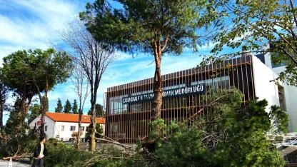 Çanakkale’de Beton Önceliği: İl Tarım Müdürlüğü Çam Ağaçlarını Kabakladı