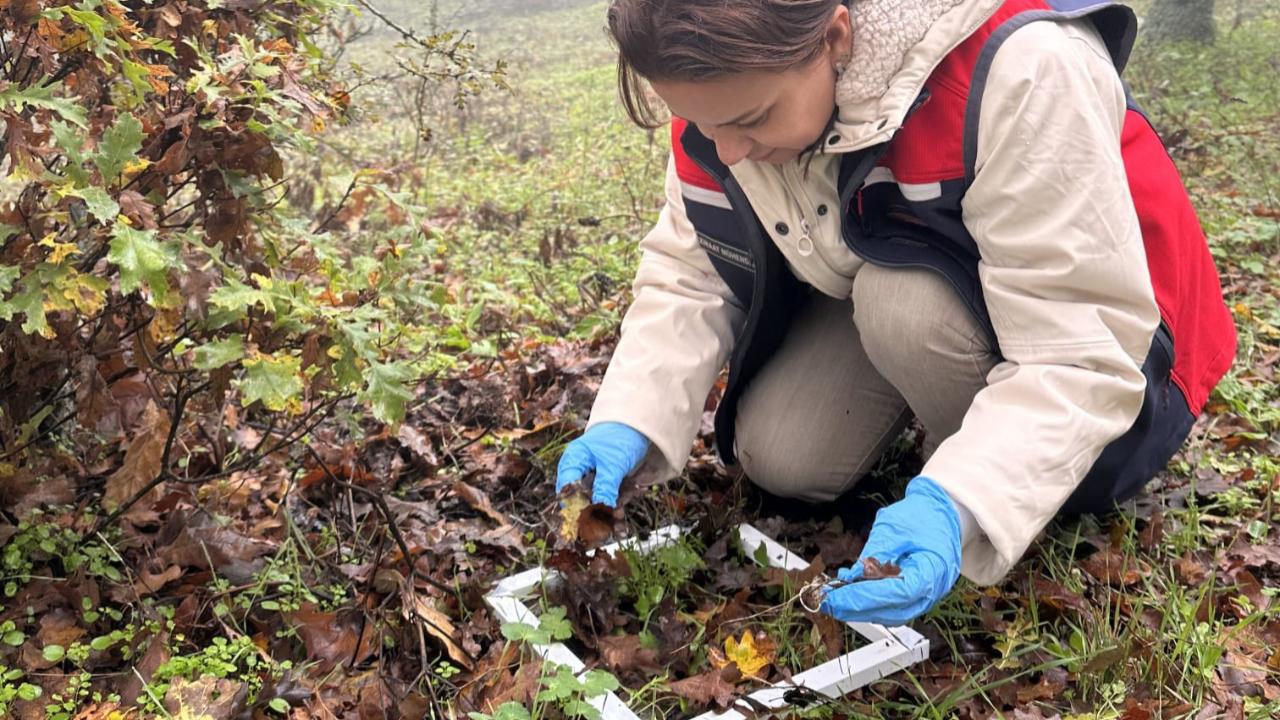 Çanakkale&#039;de ekipler süne zararına karşı sahada