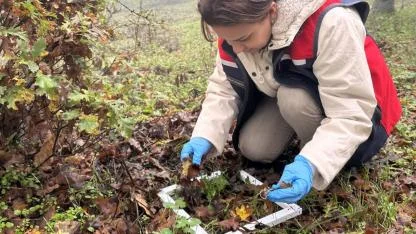 Çanakkale'de ekipler süne zararına karşı sahada