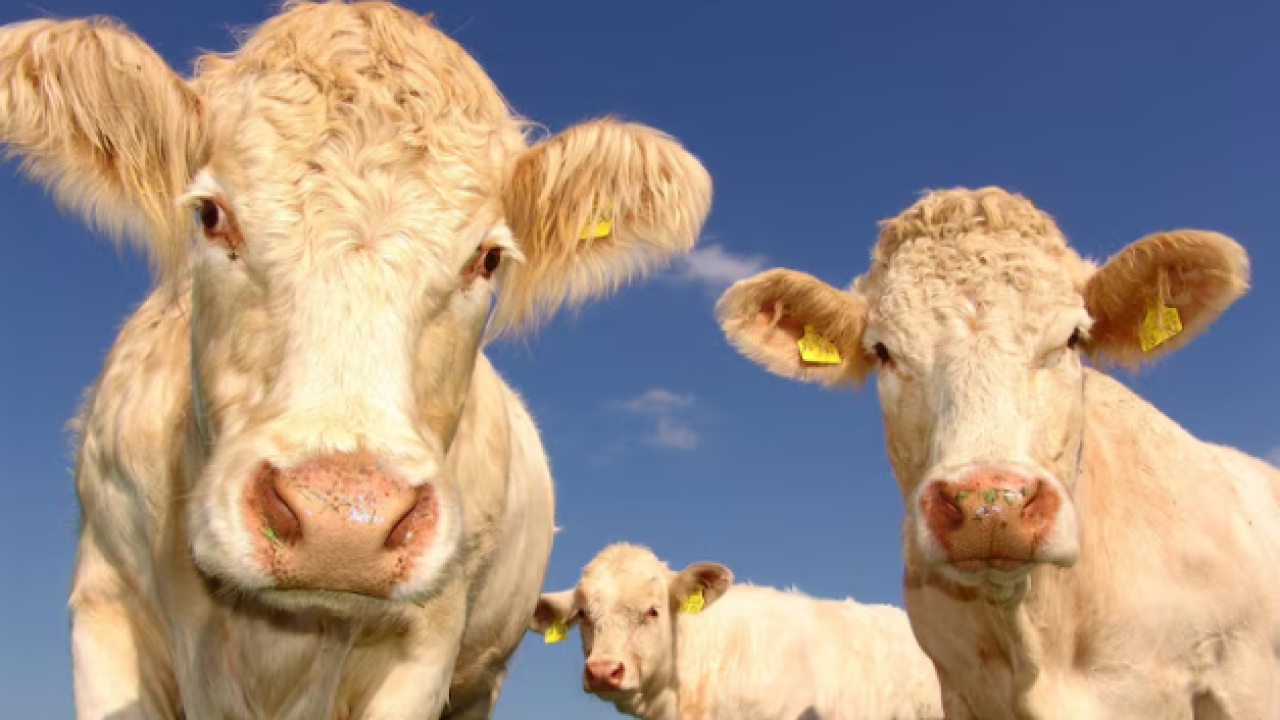 Çanakkale&#039;de Şap Hastalığı Alarmı! Çıplak Köyü&#039;nde hayvan hareketleri durduruldu