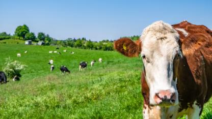 Çiğ İnek Sütünde Yeni Dönem! Tebliğ Değişikliğiyle Sözleşmeli Üretime Vurgu