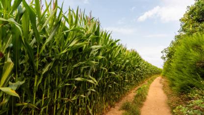 Cumhurbaşkanı Kararıyla Arpa ve Mısır İthalatında Tarife Kontenjanı Değişti!