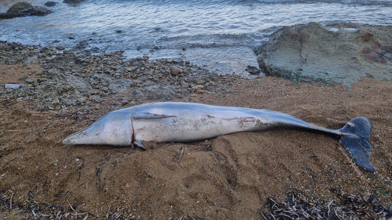Gelibolu Sahilinde Acı Görüntü: 1.5 Metrelik Ölü Yunus Balığı Kıyıya Vurdu! Olay Yeri İnceleniyor