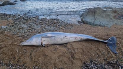 Gelibolu Sahilinde Acı Görüntü: 1.5 Metrelik Ölü Yunus Balığı Kıyıya Vurdu! Olay Yeri İnceleniyor