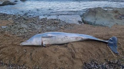 Gelibolu Sahilinde Acı Görüntü: 1.5 Metrelik Ölü Yunus Balığı Kıyıya Vurdu! Olay Yeri İnceleniyor