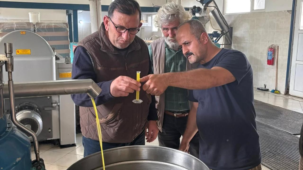 Gökçeada&#039;da zeytin hasadı