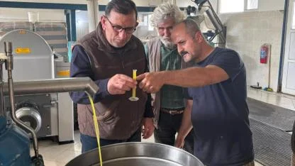 Gökçeada'da zeytin hasadı