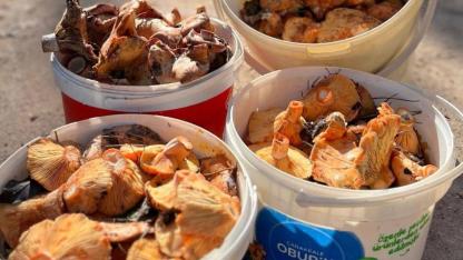 Haftasonu Bereketi: Hacıpehlivan Köyü'nde dağlar çam melkisi ile dolup taştı!