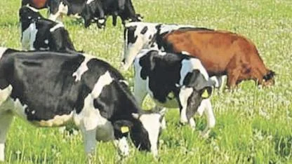 Hayvancılık Desteklemelerinde Kapsamlı Değişiklikler: Yeni Dönem Başlıyor!