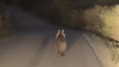 Köy yolunda ayı araçla yarıştı