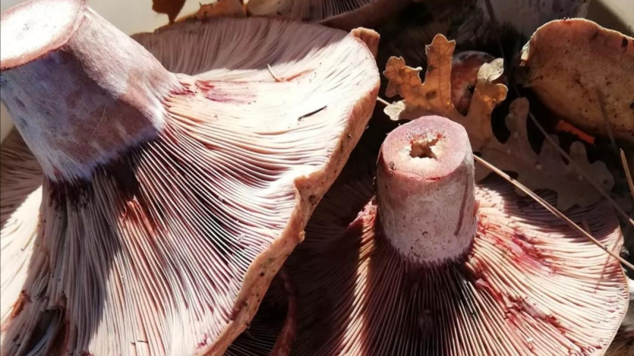 Melkiler Sepete, Kulacıklar Yahniye