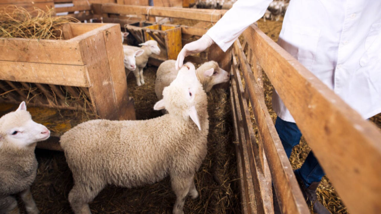 Müjde! Kuzu/Oğlak Hayvancılık Destek Başvuruları Başladı! Başvuruda Son Gün Ne Zaman?