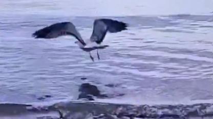 Olta Kabusu Bitti! Ayağına Olta Dolanan Martı Hayata Döndü!