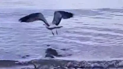 Olta Kabusu Bitti! Ayağına Olta Dolanan Martı Hayata Döndü!