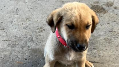 Lapseki Belediyesi, yavru köpeğin sahibini arıyor