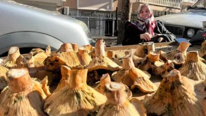 Güz lezzeti melki mantarı tezgahlarda yerini aldı