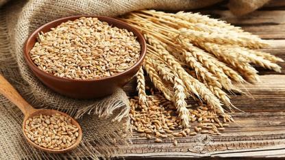 Türkiye Hububat Piyasası Isınıyor: 3.000 Ton Tosunbey Buğdayı İçin Kritik Açık Artırma Tarihi Belli Oldu!