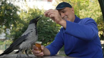 Otobüs kaptanının evladı gibi baktığı Şakir karga, Rize helvası ve çay tüketiyor!