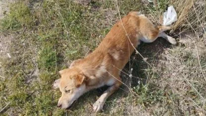 Yol kenarında çok sayıda köpek ölü bulundu