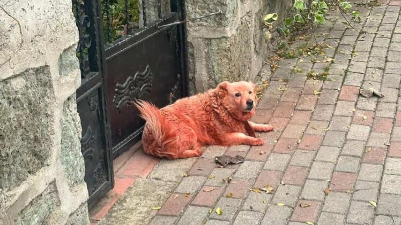 Sosyal medyadaki boyanmış köpekler vakası: Hayvanlar bilerek mi boyandı?
