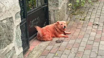 Sosyal medyadaki boyanmış köpekler vakası: Hayvanlar bilerek mi boyandı?