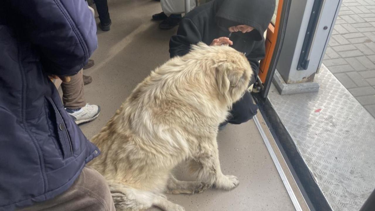 Tramvaya binen sevimli köpek ilgi odağı oldu