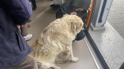 Tramvaya binen sevimli köpek ilgi odağı oldu