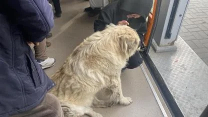 Tramvaya binen sevimli köpek ilgi odağı oldu