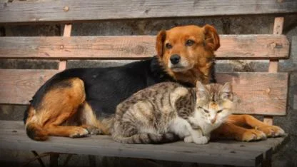 Veteriner Laboratuvarlarında Yeni Dönem: Can Dostlarına Daha Güvenli Teşhis