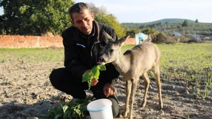 Yangından Kaçtı, Köyün Maskotu Oldu! Muhtar Sahip Çıktığı Karaca Köy Kahvesine Geliyor