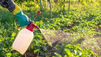Yediğimiz Gıdalar Tehlikede mi? Bakanlıktan Kritik Pestisit Yönetmeliği Değişikliği Yayımlandı!