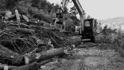 YENİCE ORMAN İŞLETME MÜDÜRLÜĞÜ