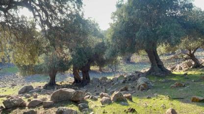 Yüzyıllık Sırrı Çözülemiyor: Dünya'da 4 Ülke, Türkiye'de Tek Adres! Gökçeada'nın 1000 Yıllık Ladolia Zeytini!