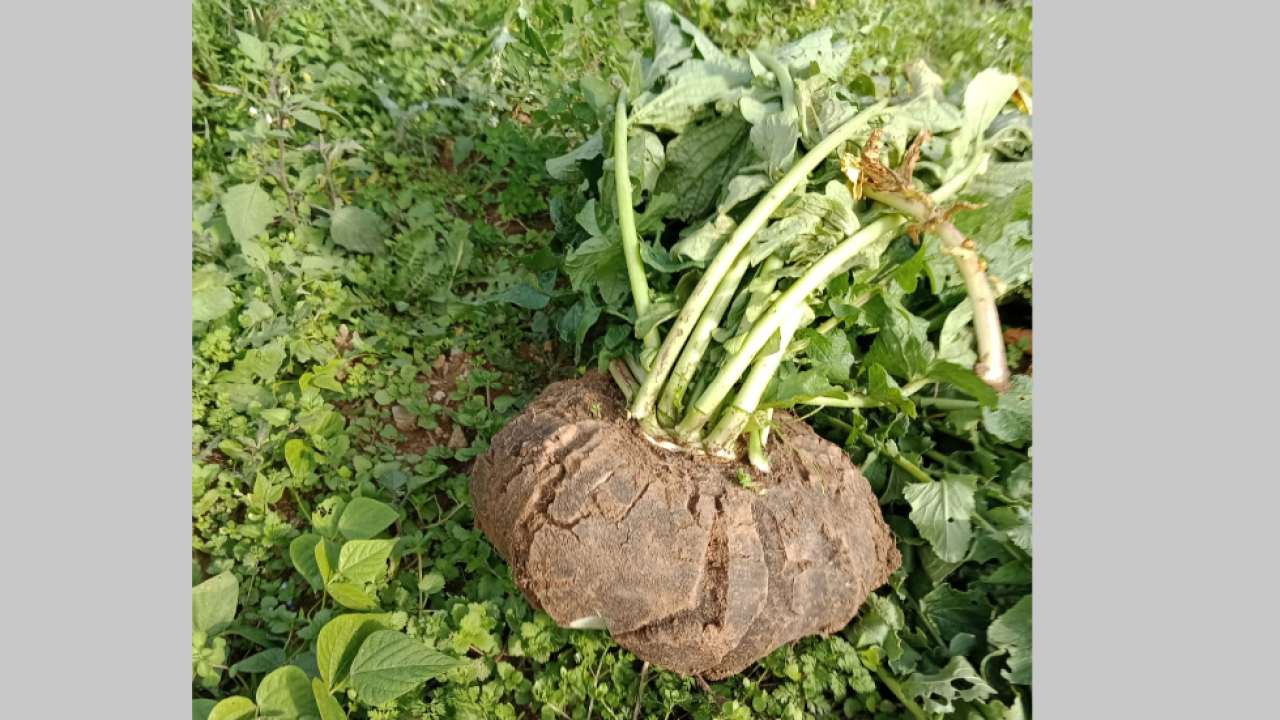 Zehir Biriktirip Sağlığımızı Tüketmek