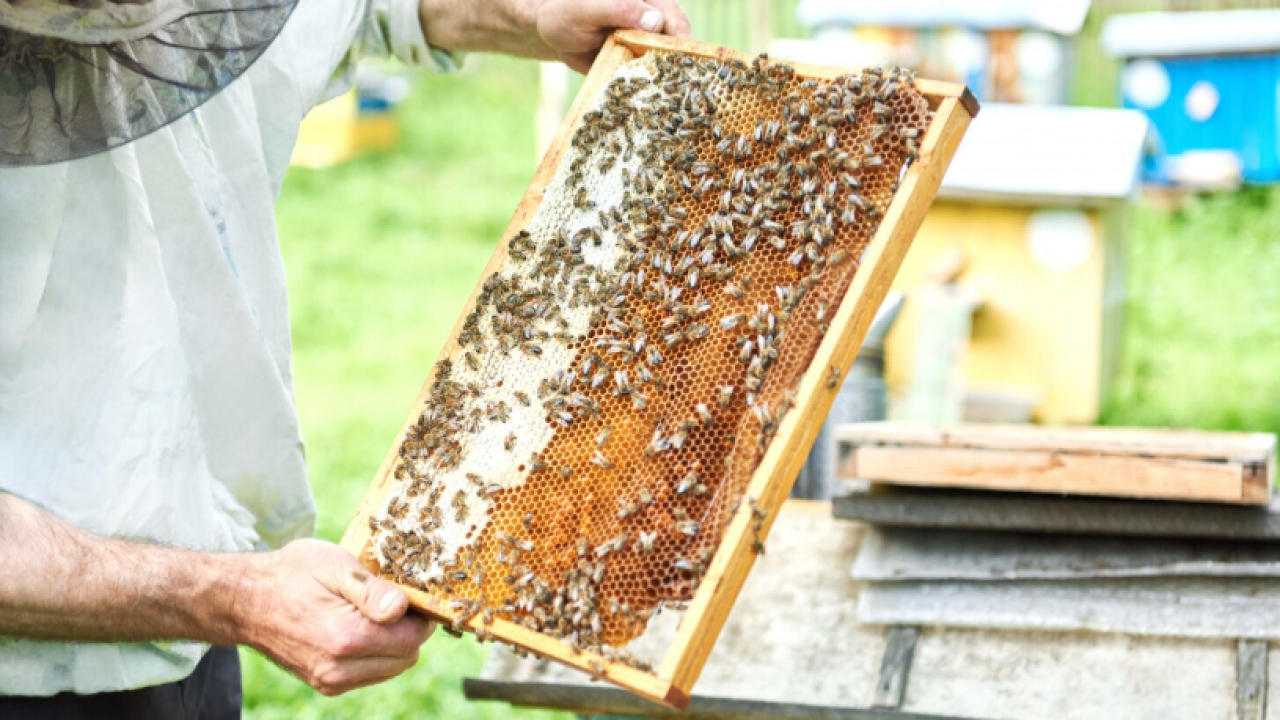 Ayvacık’ta Altın Değerinde Fırsat: Bu Kursla Kendi İşinizin Patronu Olun!