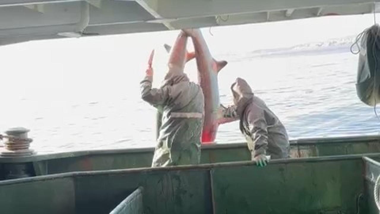 Balıkçı ağlarına takılan köpek balıkları denize bırakıldı