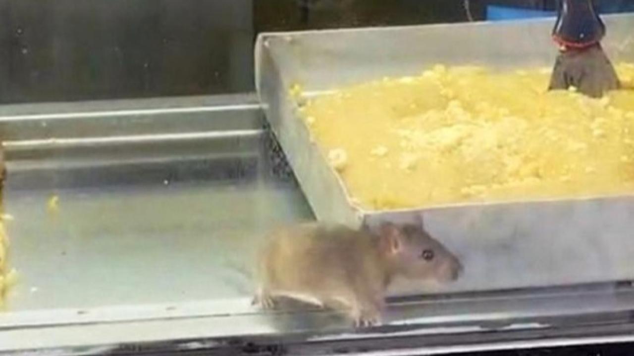 Buca’da Mide Bulandıran Görüntüler: Börek Tezgahında Fare Cirit Attı!