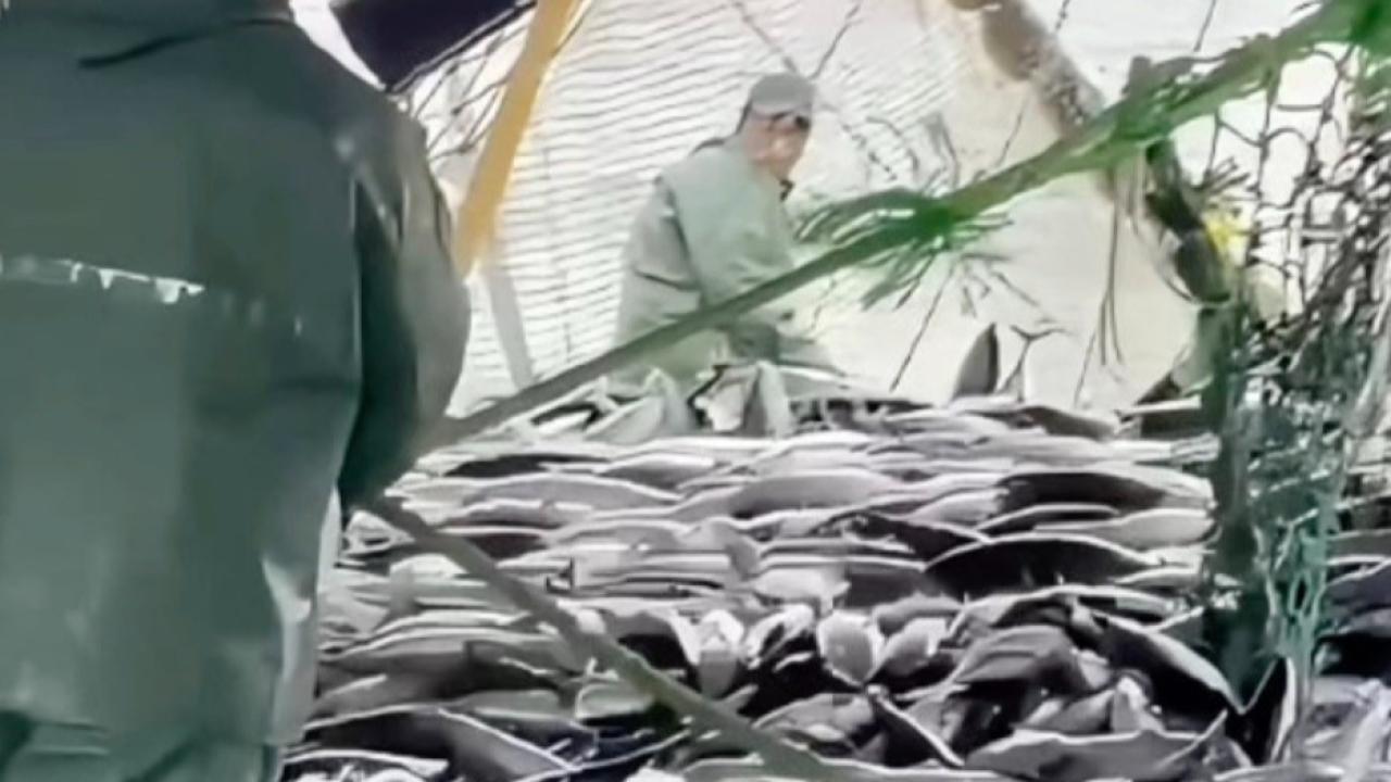 Çanakkale Boğazı'na Milyonlarca Balık Yola Çıktı: Hamsi Azaldı, Şimdi Gözler O Balıkta!