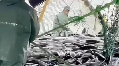 Çanakkale Boğazı'na Milyonlarca Balık Yola Çıktı: Hamsi Azaldı, Şimdi Gözler O Balıkta!