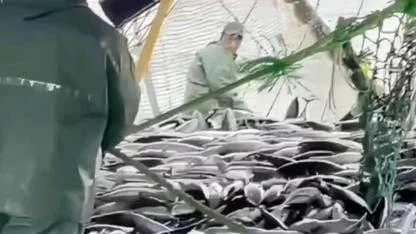 Çanakkale Boğazı'na Milyonlarca Balık Yola Çıktı: Hamsi Azaldı, Şimdi Gözler O Balıkta!