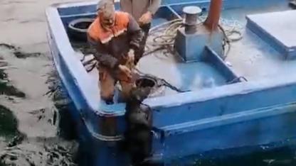 DALGALARIN ORTASINDA CAN PAZARI! Lapseki'de Denize Düşen Köpeğin İnanılmaz Kurtarılma ANLARI KAMERADA!