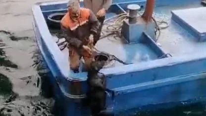 DALGALARIN ORTASINDA CAN PAZARI! Lapseki'de Denize Düşen Köpeğin İnanılmaz Kurtarılma ANLARI KAMERADA!